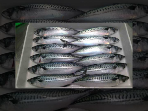 Saba Mackerel/Kembung Mackerel