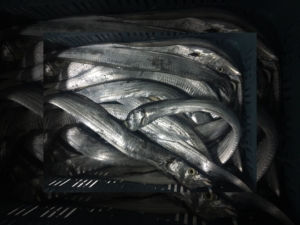 RibbonFish / Layur