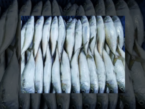 Indian Mackerel / Kembung Banjar